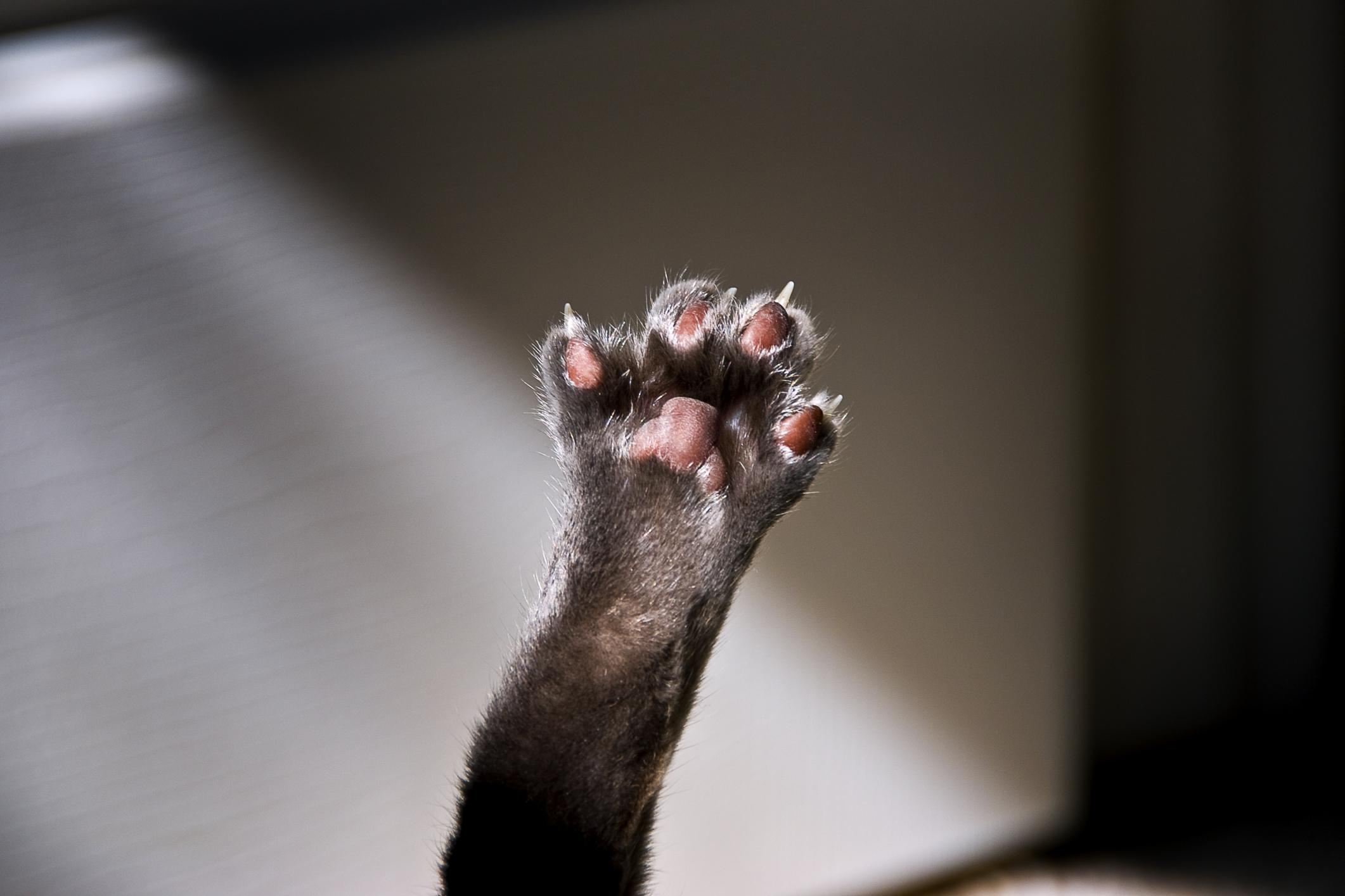 Cat's paw raised in air