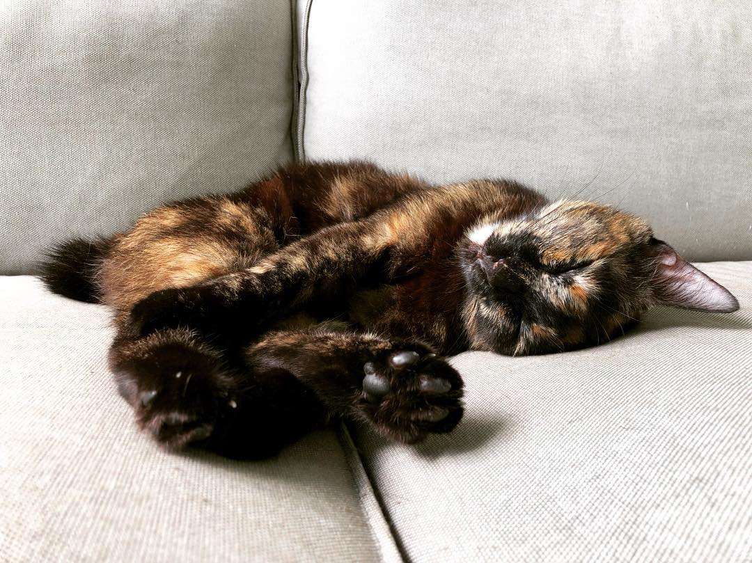 Tortoiseshell cat sleeping on the couch.