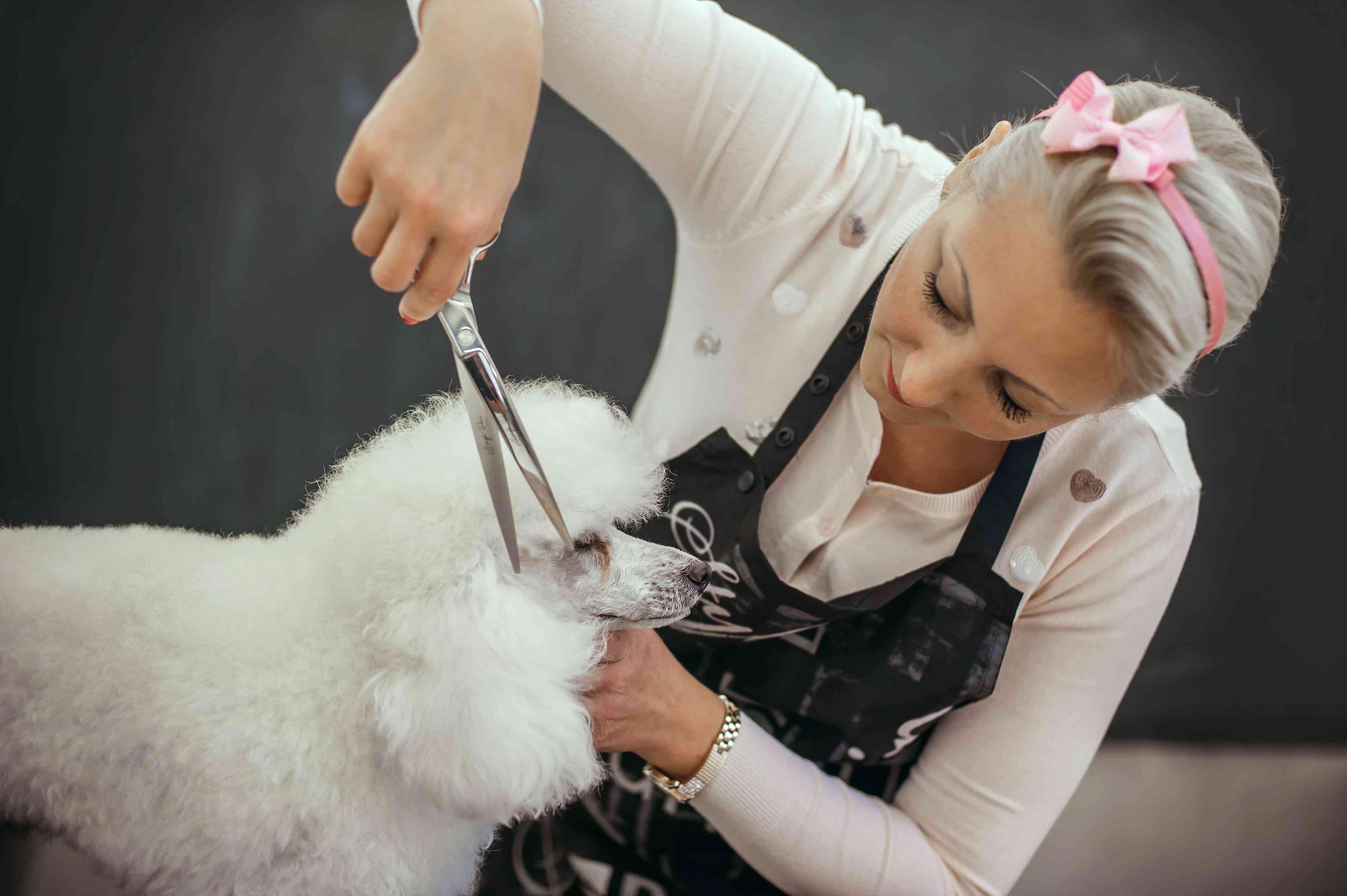 A white Toy Poodle getting a hair cut.