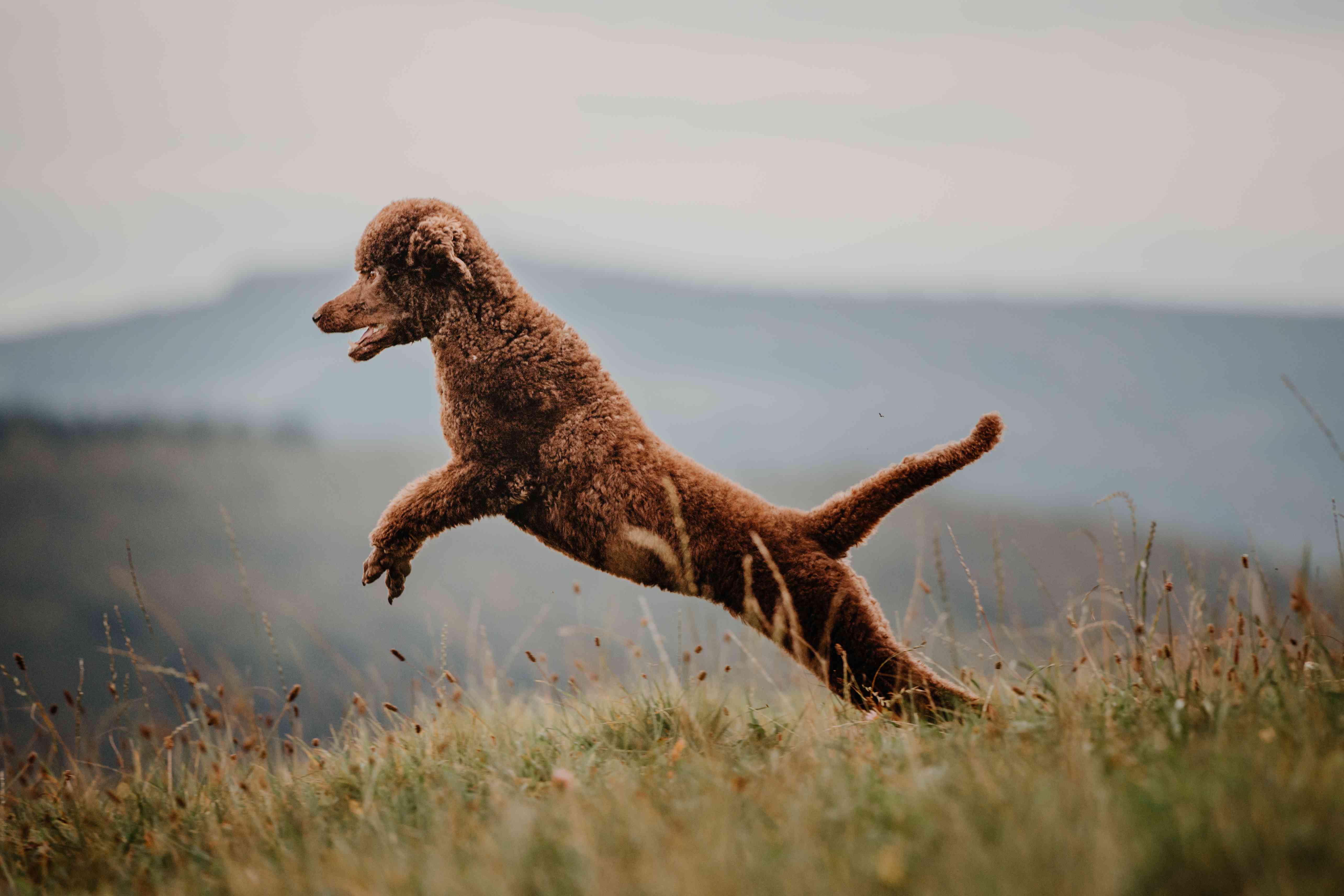 A brown Poodle jumping in the grass.