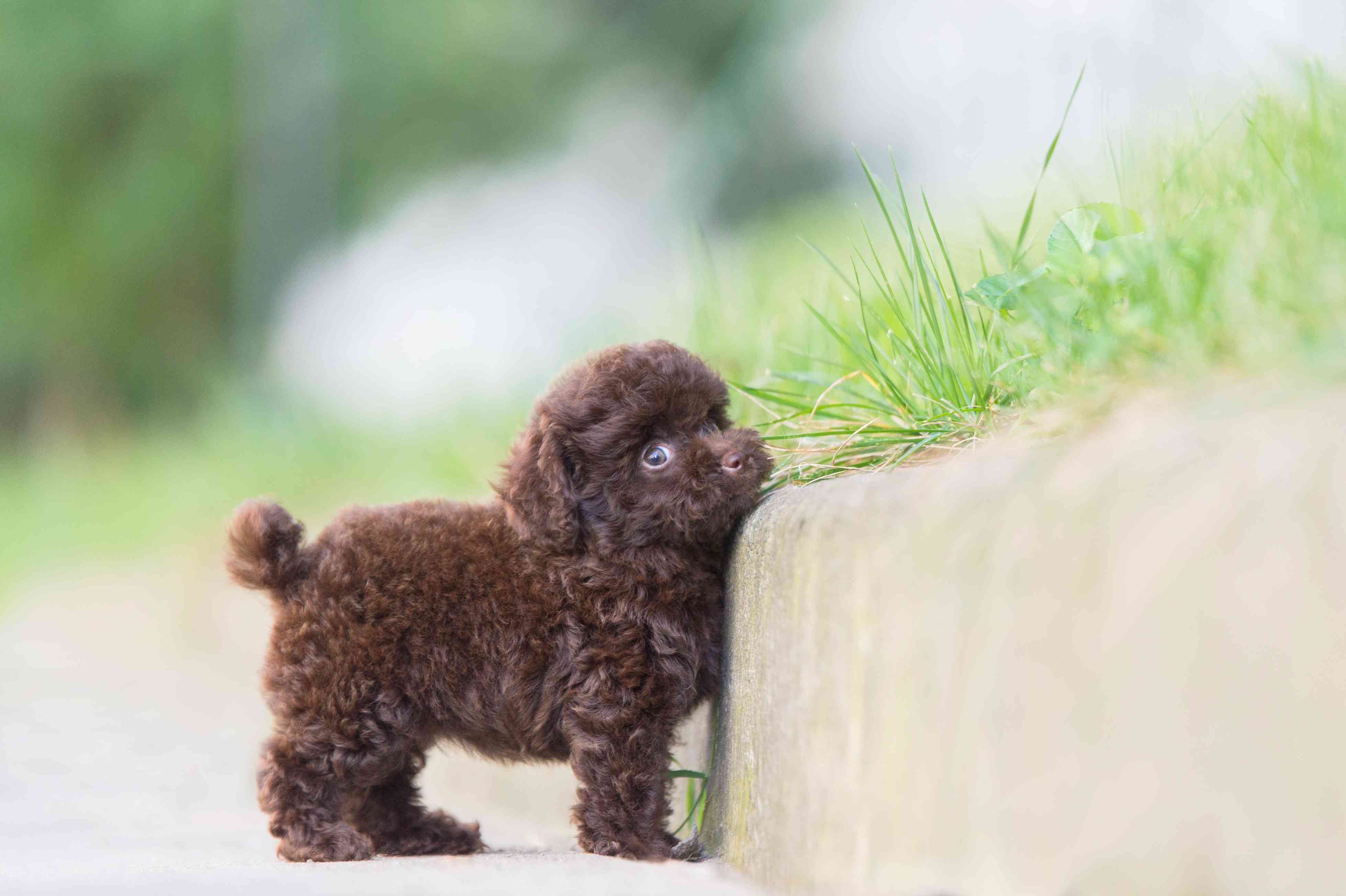 A tiny dark brown Toy Poodle puppy next to a curb.