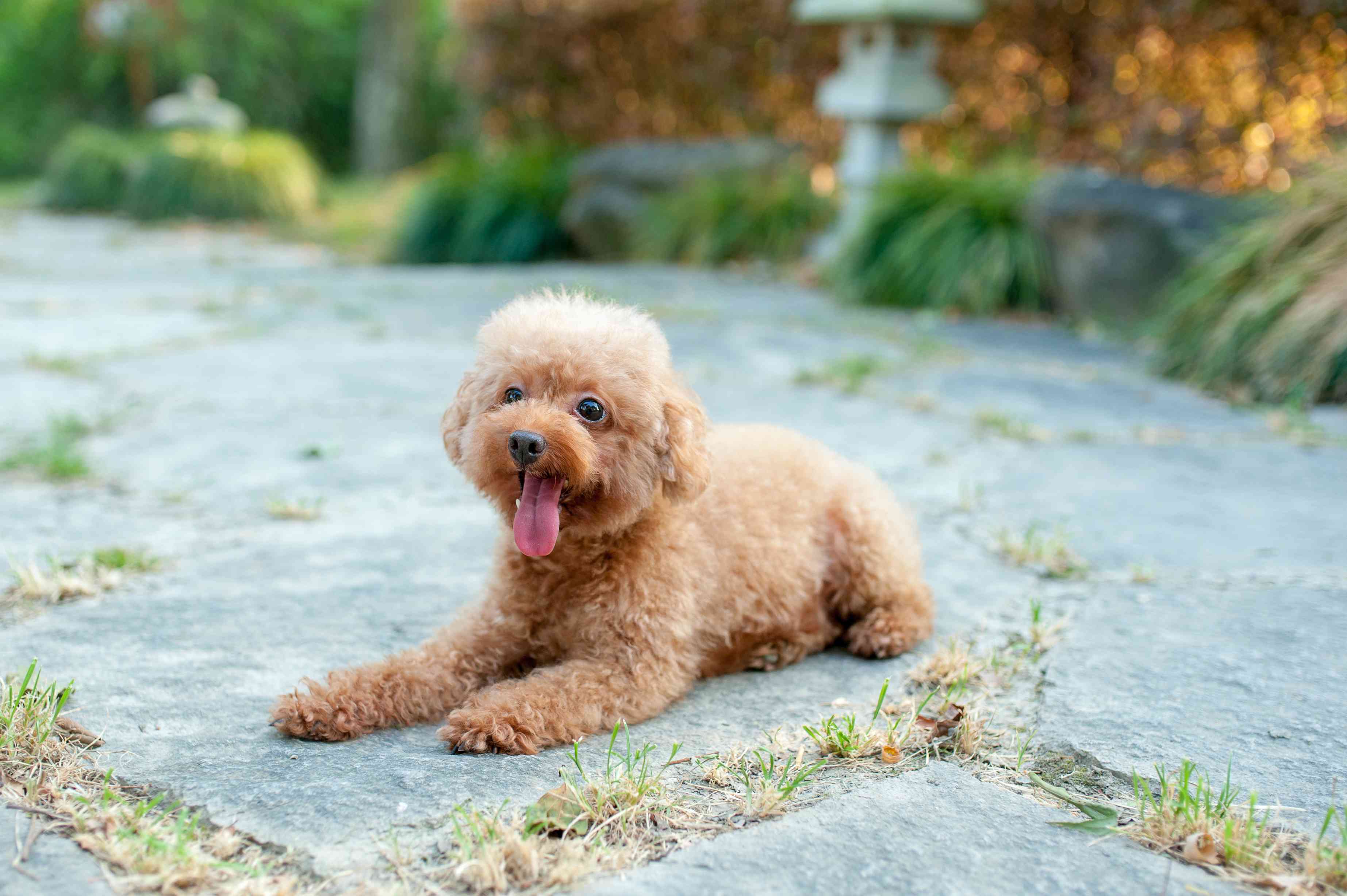 Light brown Toy Poodle puppy laying on the ground outside with its tongue out.