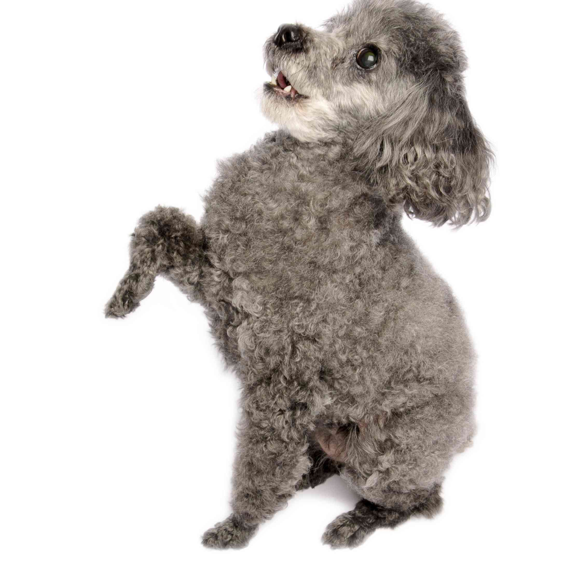 Grey Toy Poodle doing a trick.