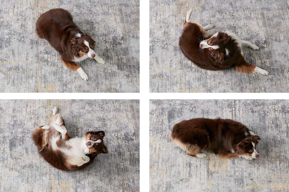 the progression of a dog rolling over