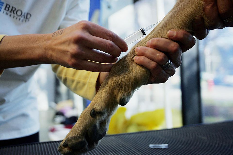 Dog receiving an insulin injection