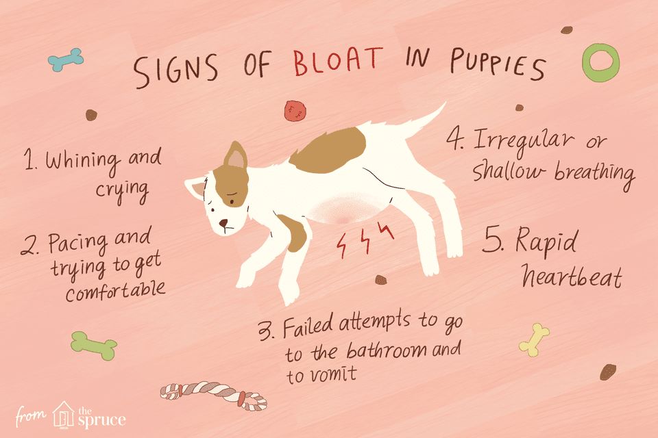 Illustration of a bloated puppy and symptoms