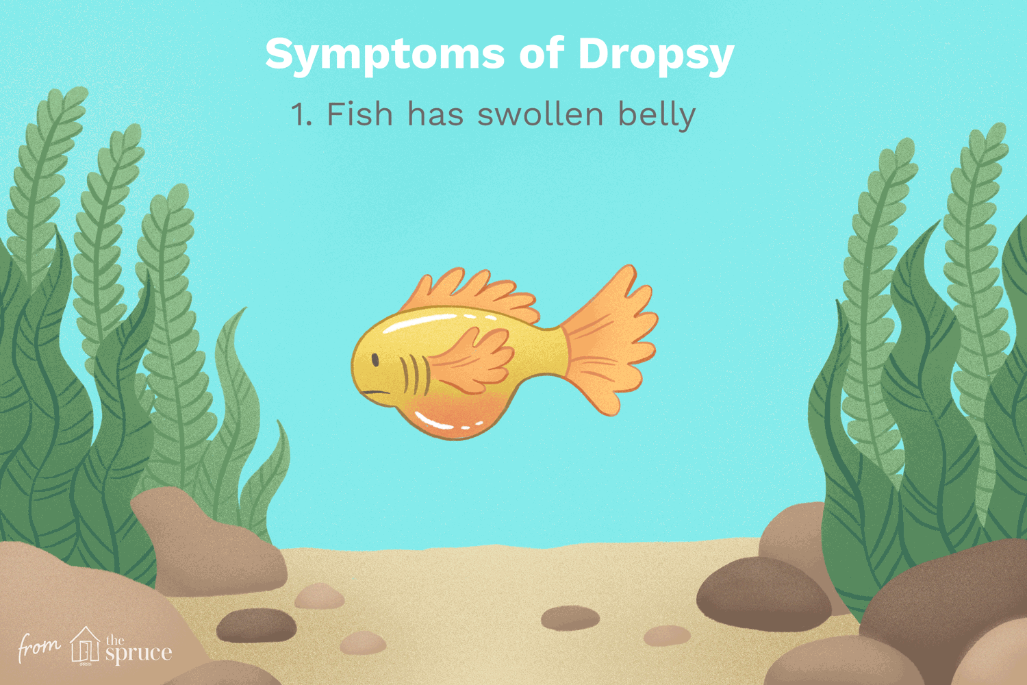 A GIF displaying the symptoms of dropsy in a fish