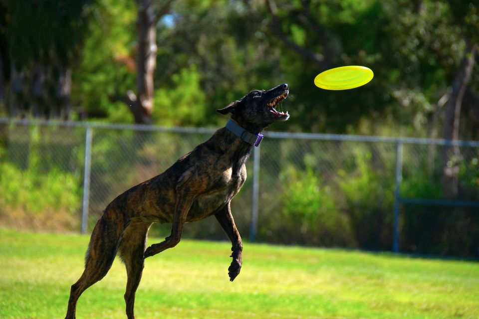 Treeing Tennessee Brindle Dog Catching a Frisbee