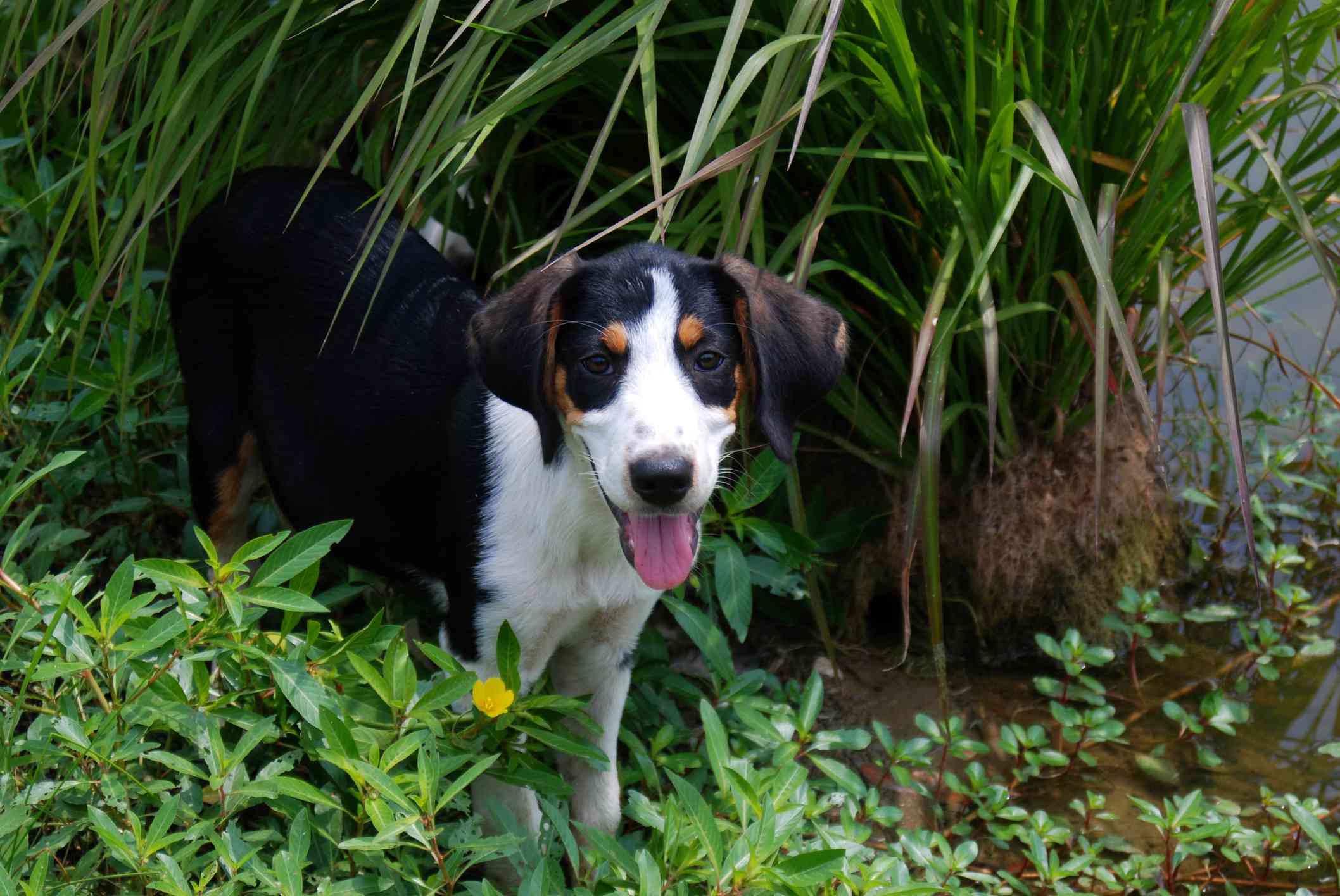 A young Treeing Walker Coonhound in water