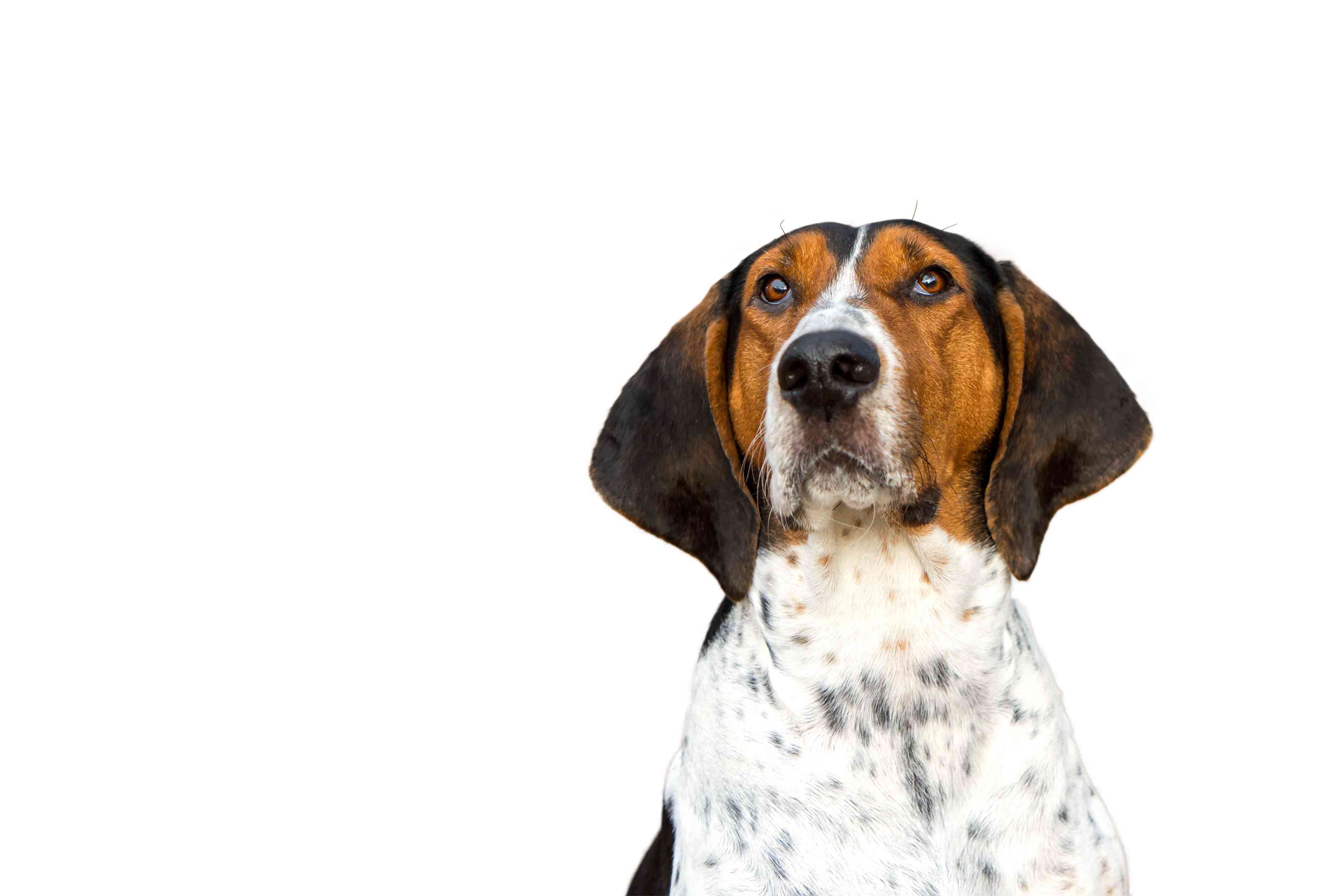 Adult Young Treeing Walker Coonhound headshot