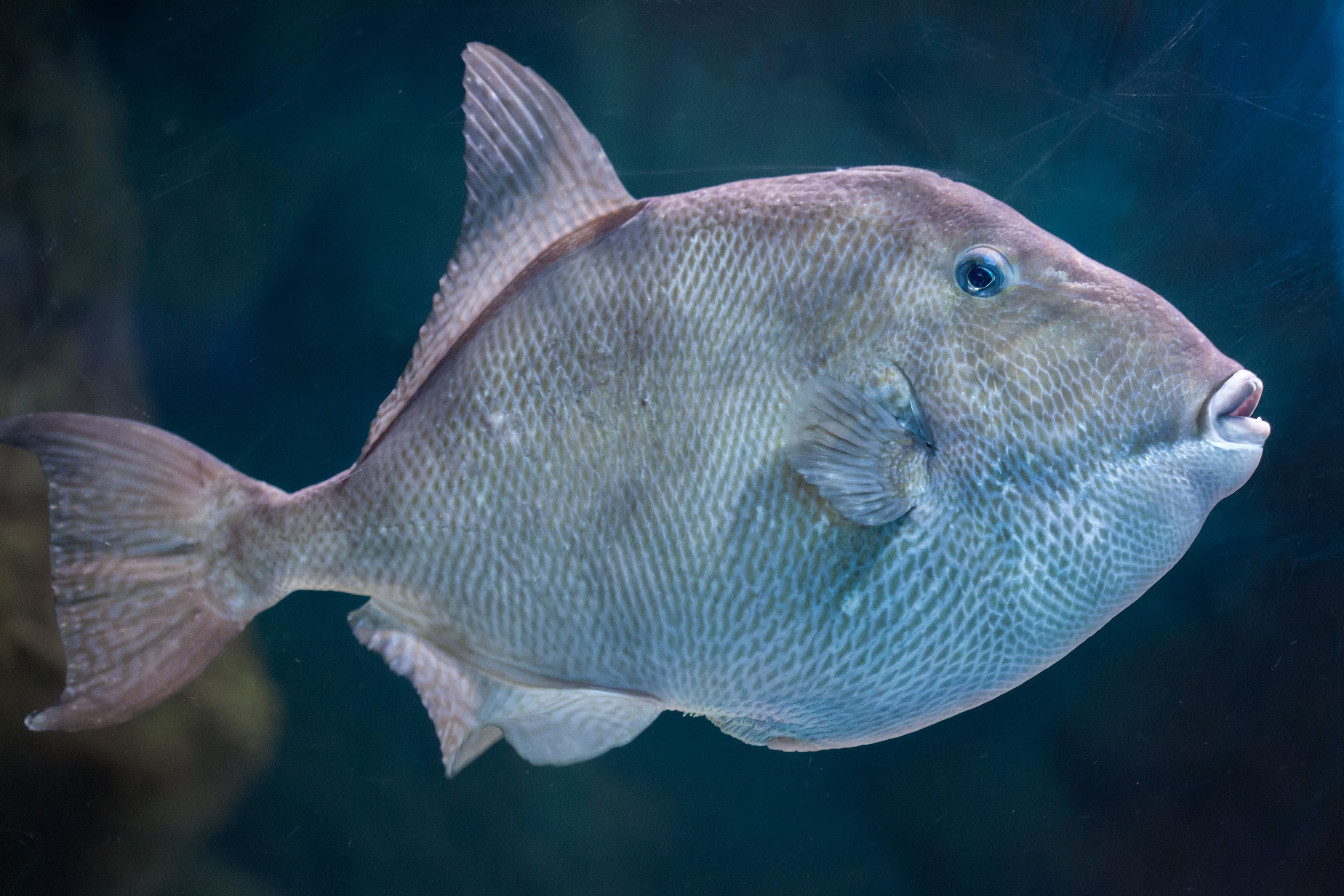 Grey triggerfish (Balistes capriscus).