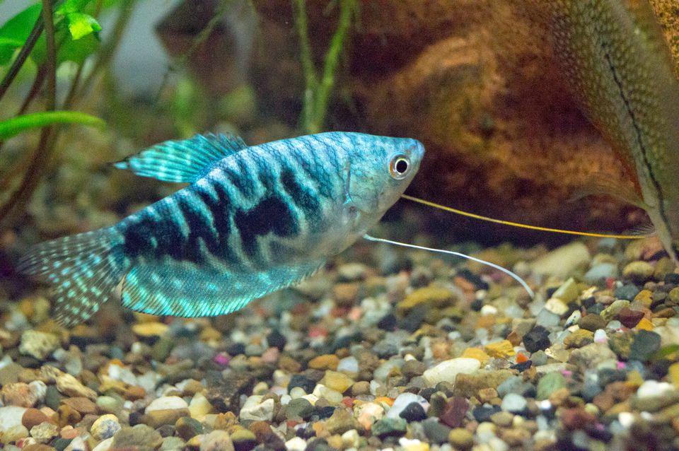 Opaline Gourami fish