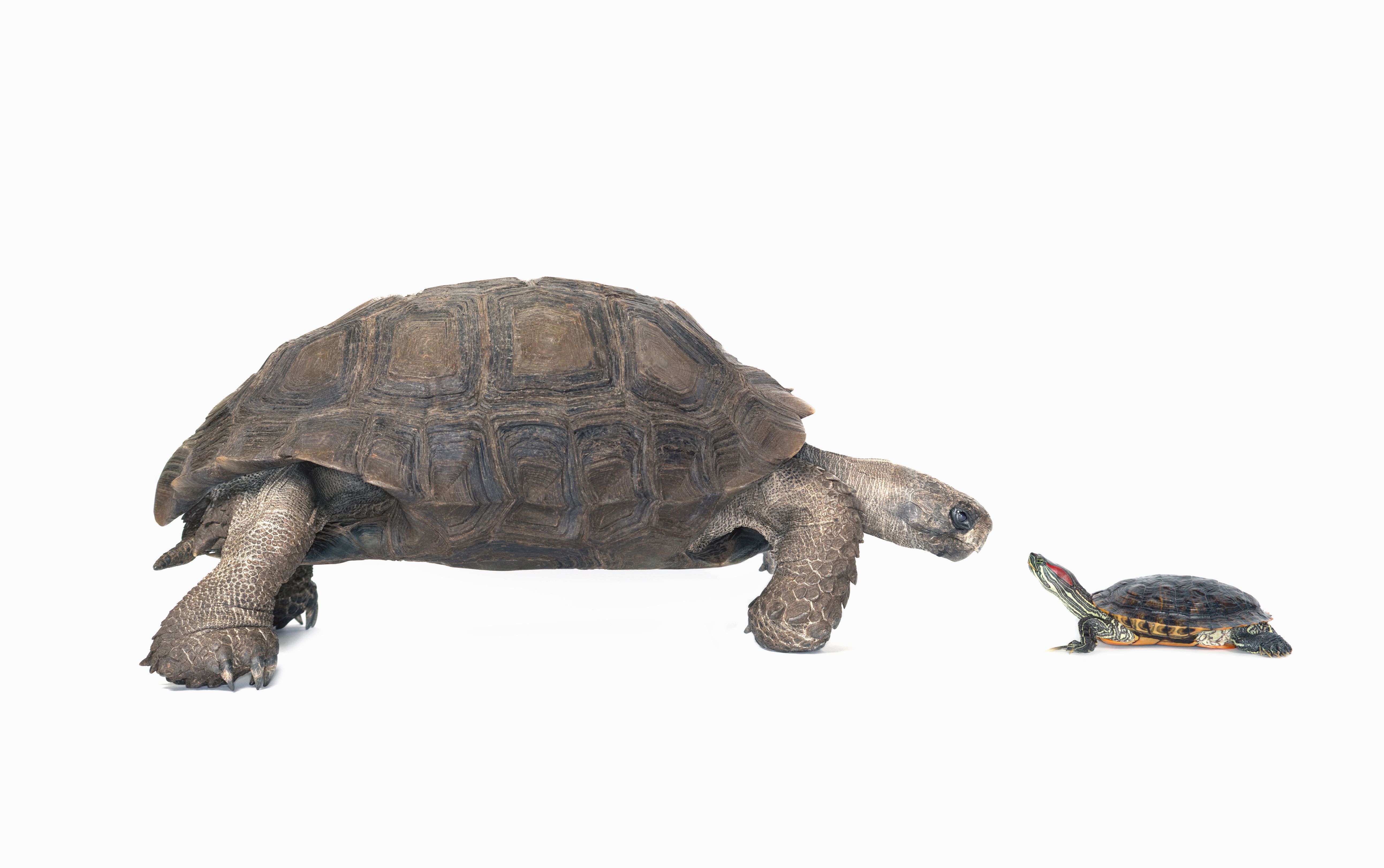studio shot of a tortoise and turtle