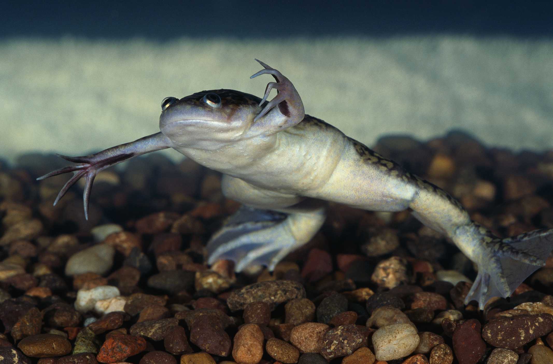 African Clawed Frog floating in the water