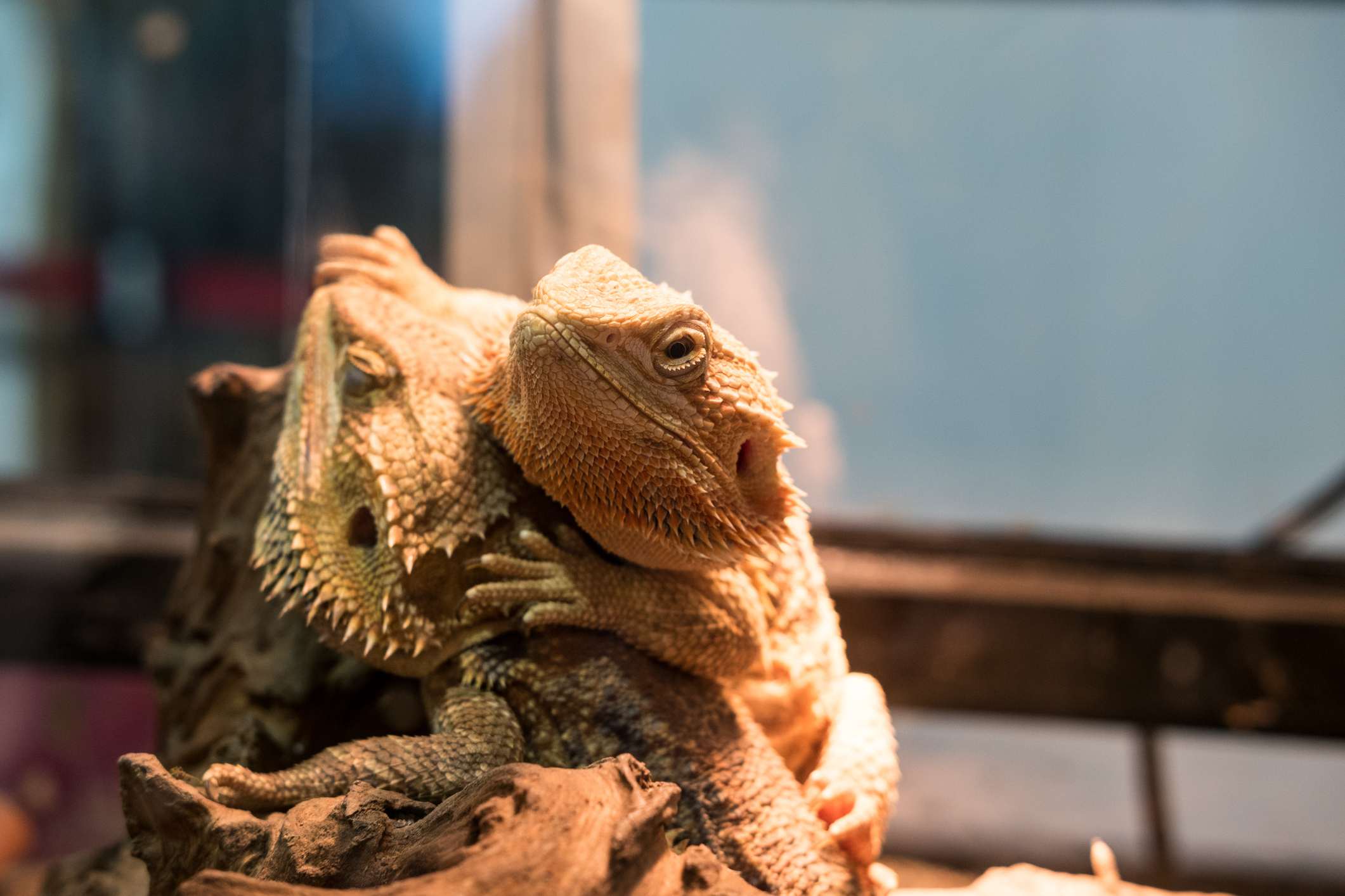 Close up of bearded dragons