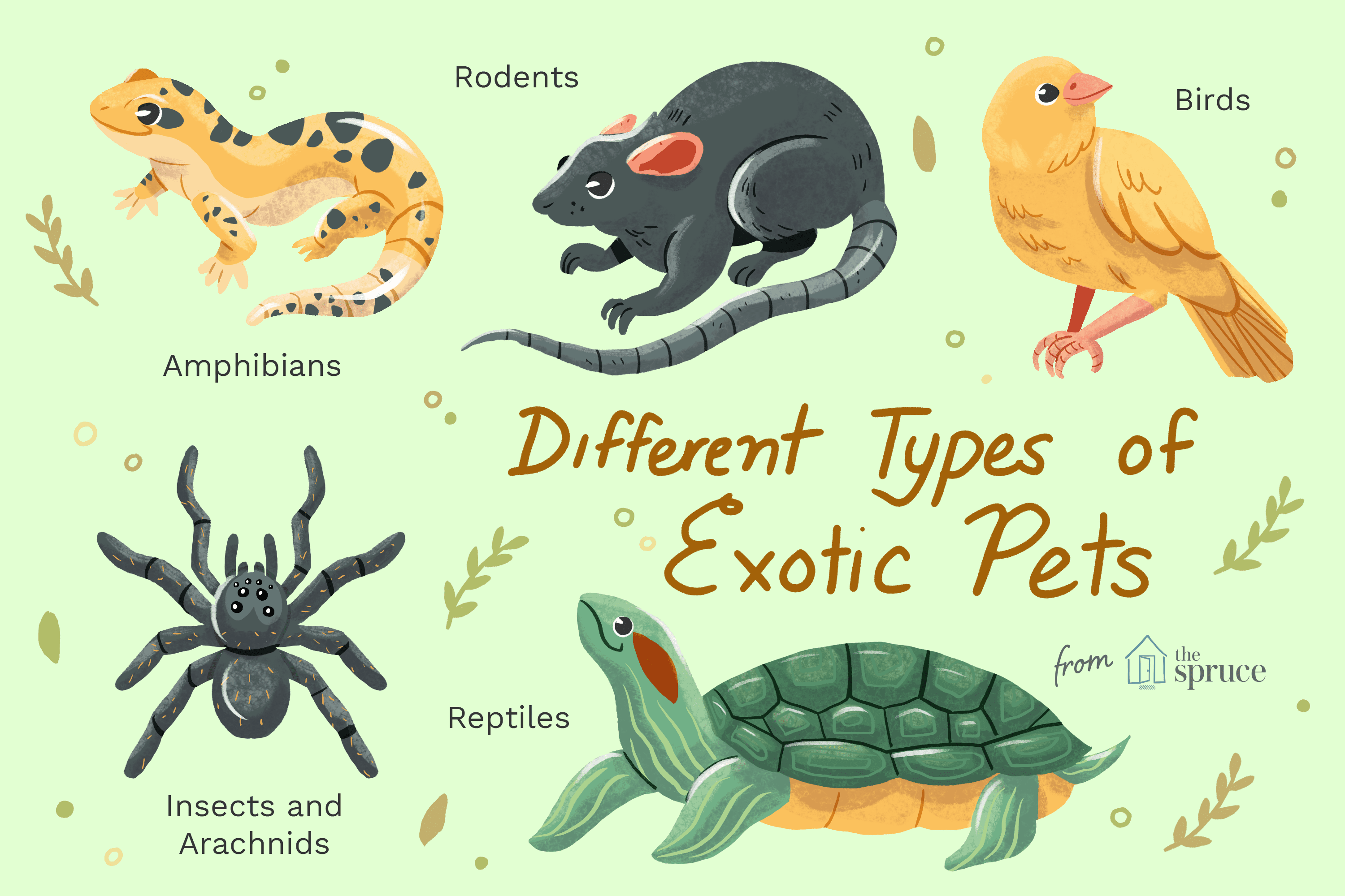 types of exotic pets illustration