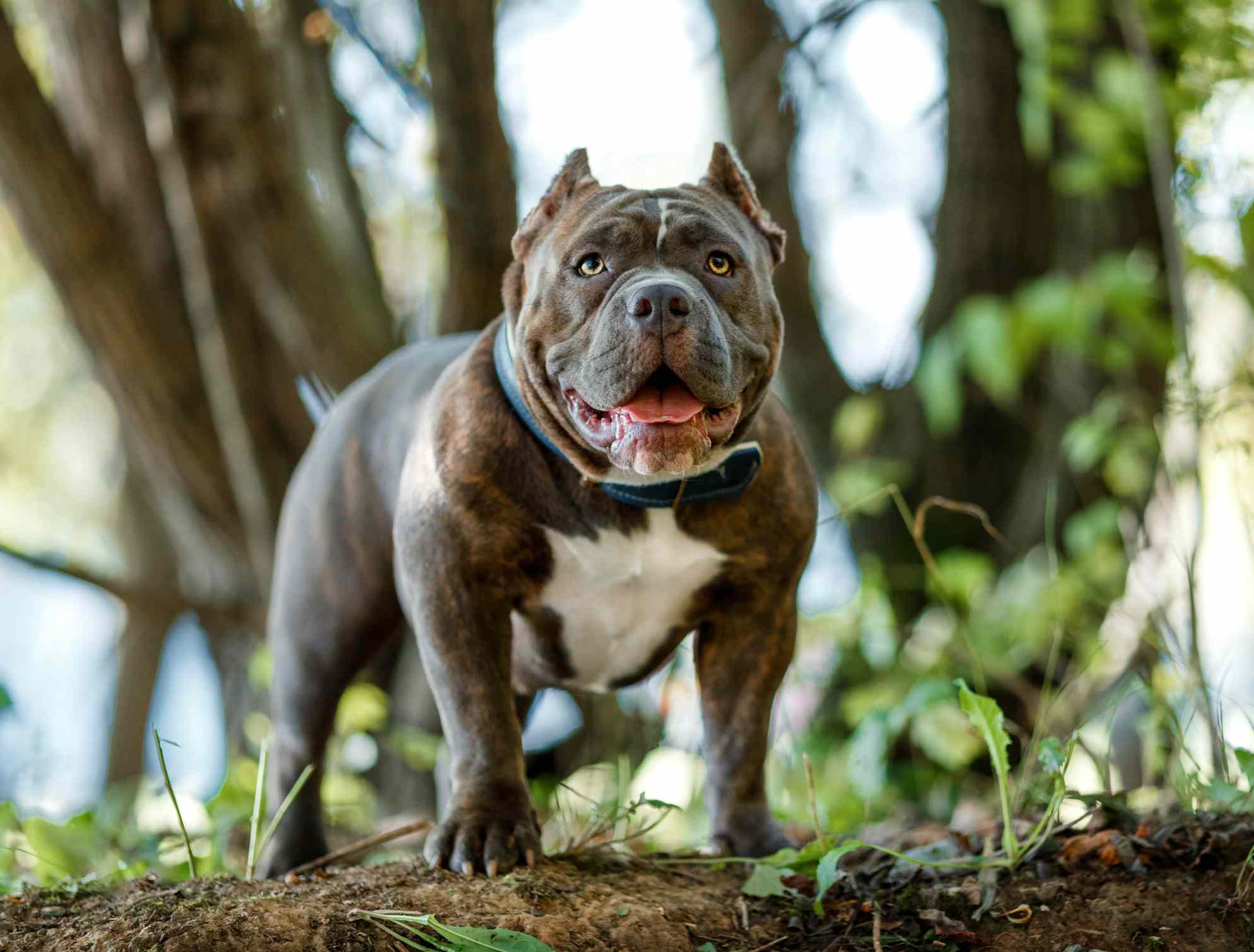 American Bully standing in a forest
