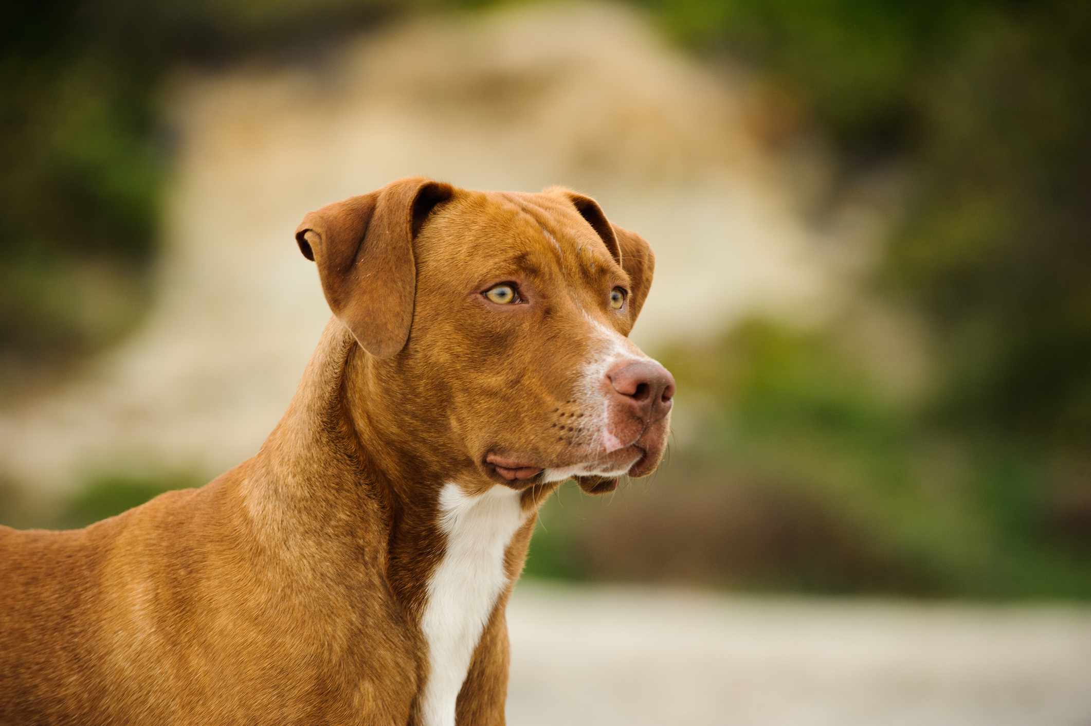 American Pitbull Terrier head shot against blurred outdoor background