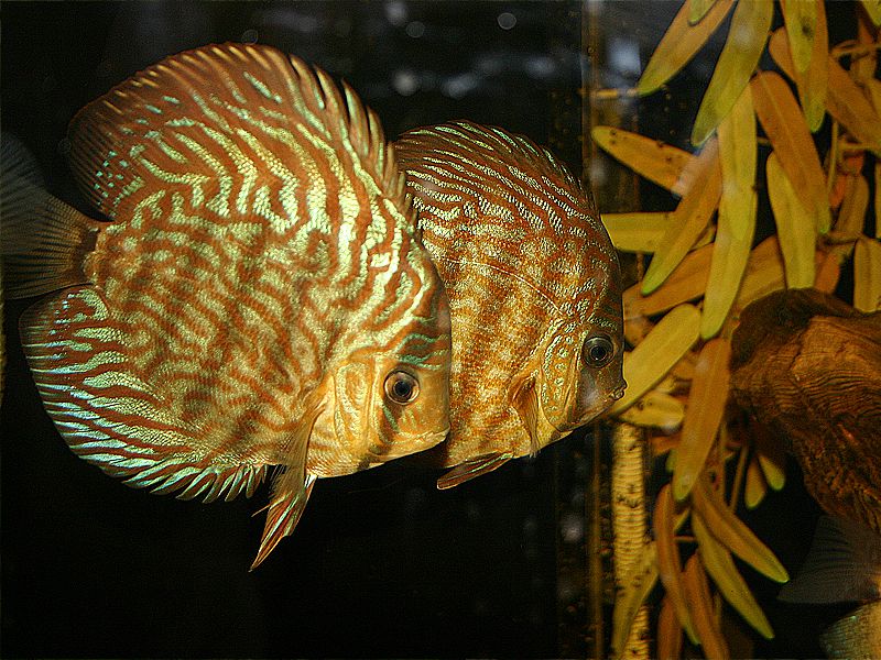 King of freshwater fish the Discus