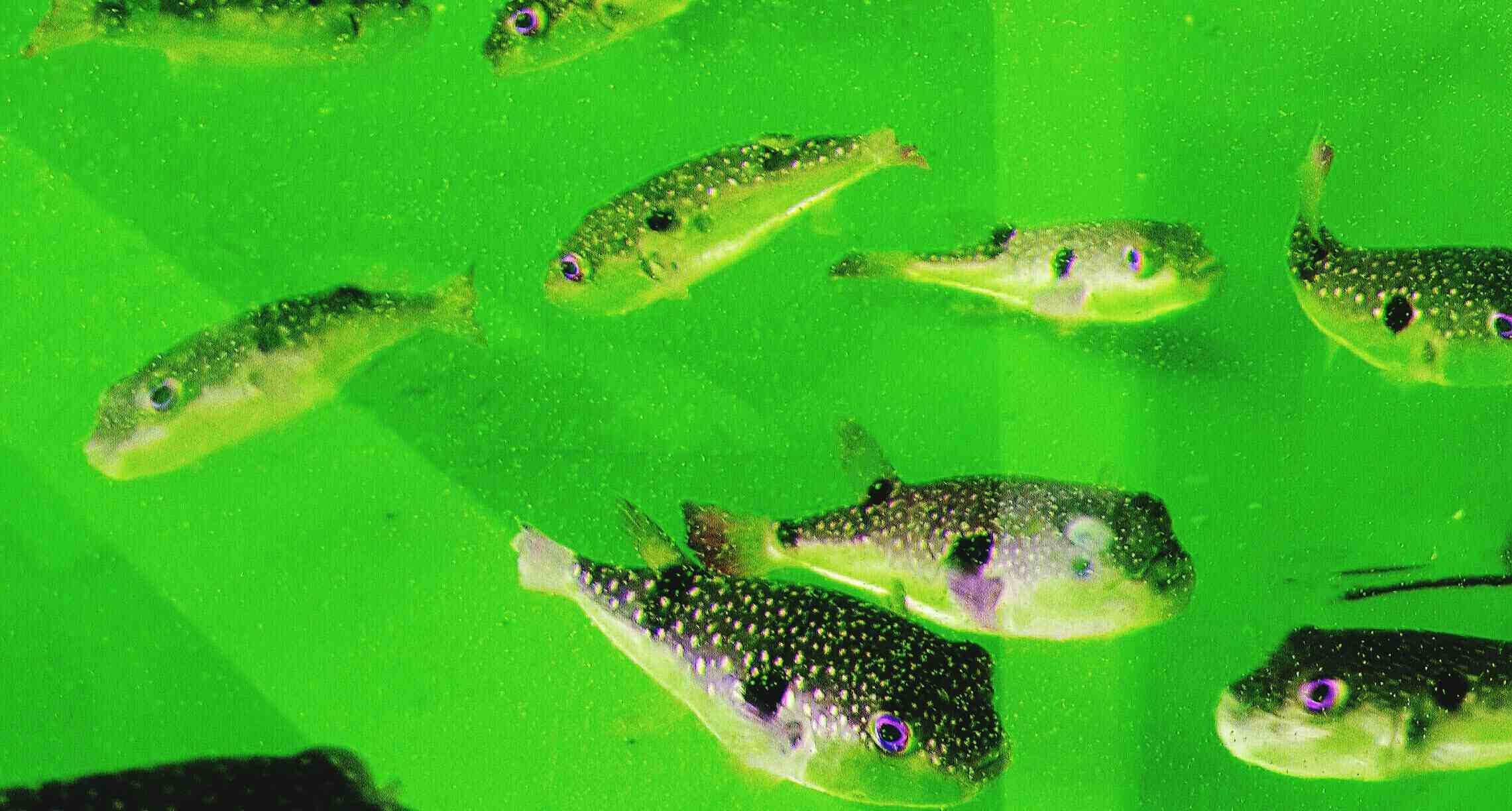 Green water in an aquarium with fish