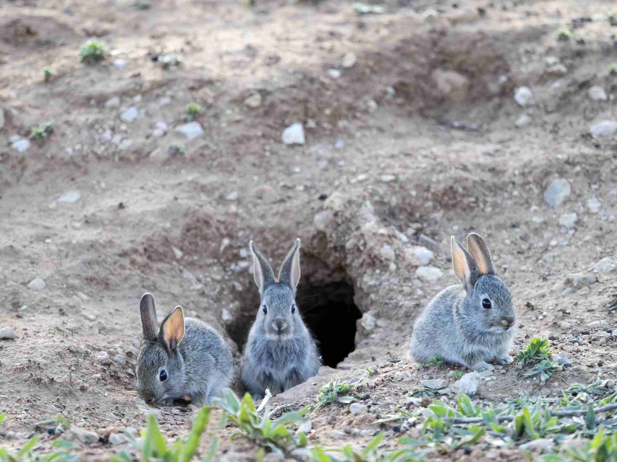 Rabbits digging