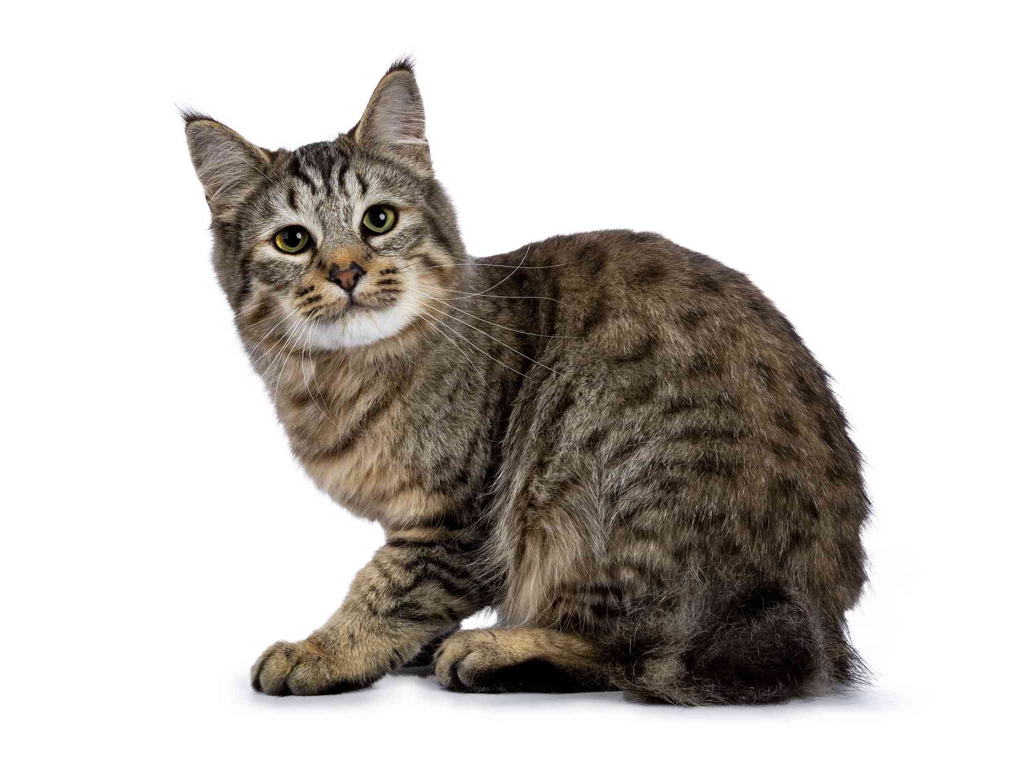 Pixie-bob cat breed portrait