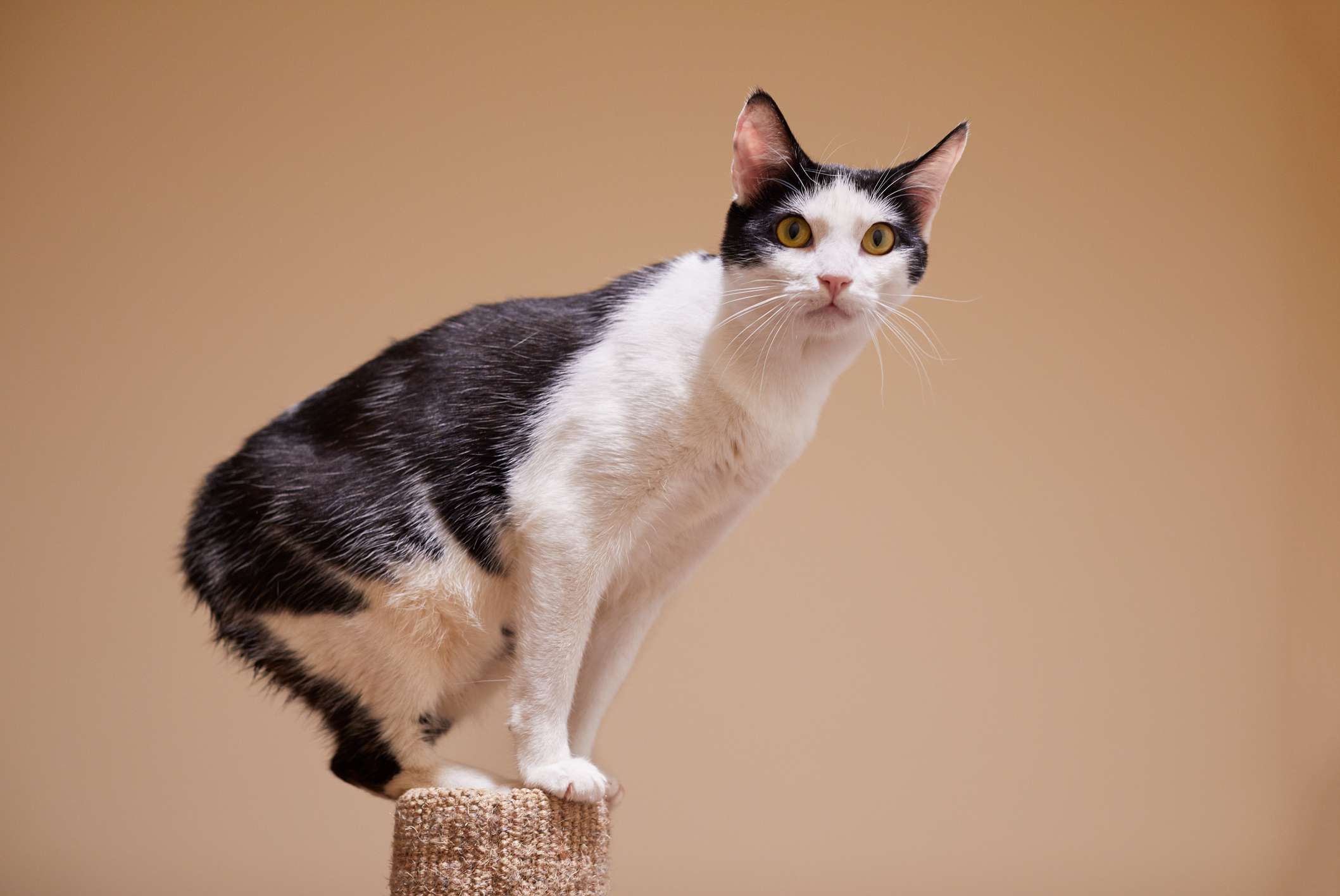 Manx cat breed portrait