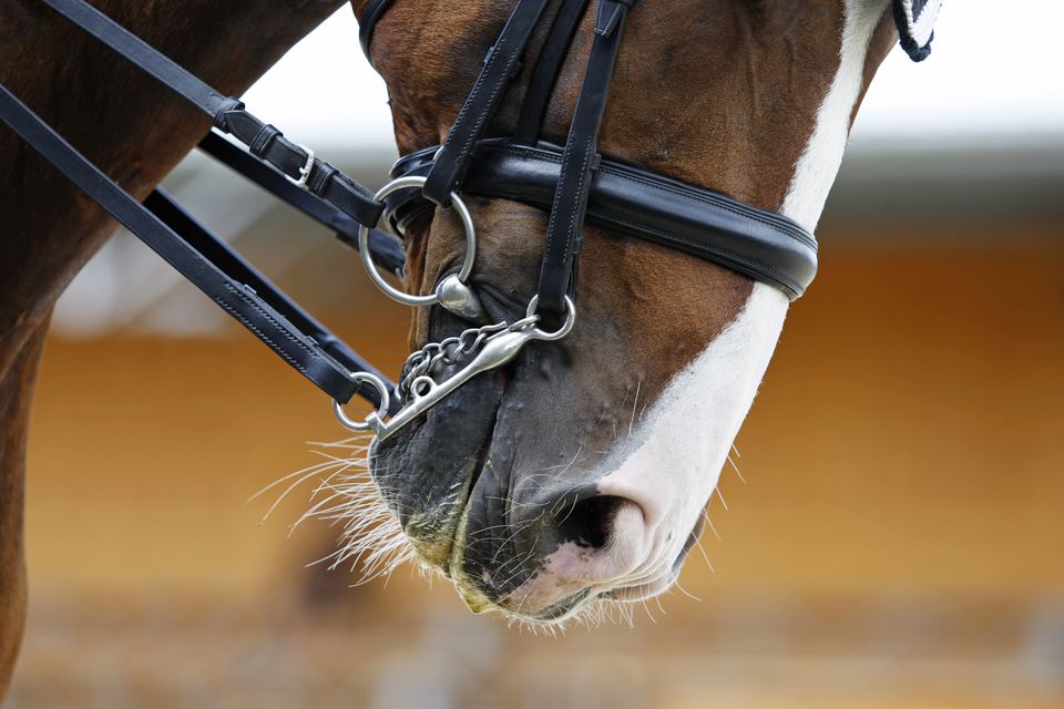 Close-up of a dressage horse's head