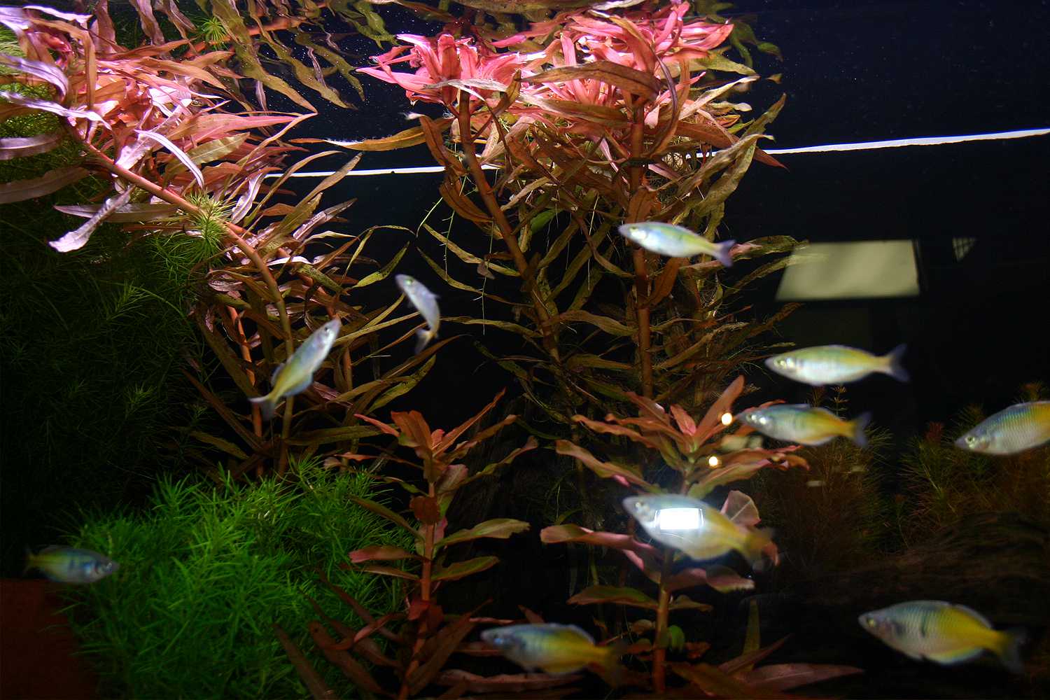 Aquarium plants that multiply with node cuttings