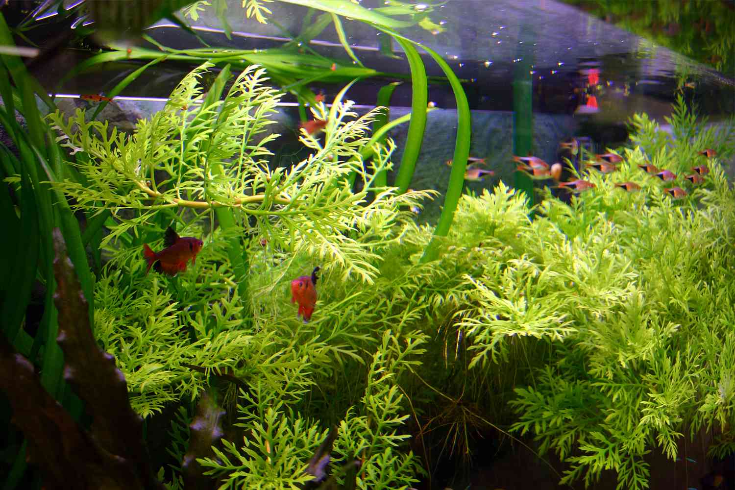 Aquarium plants that change shape
