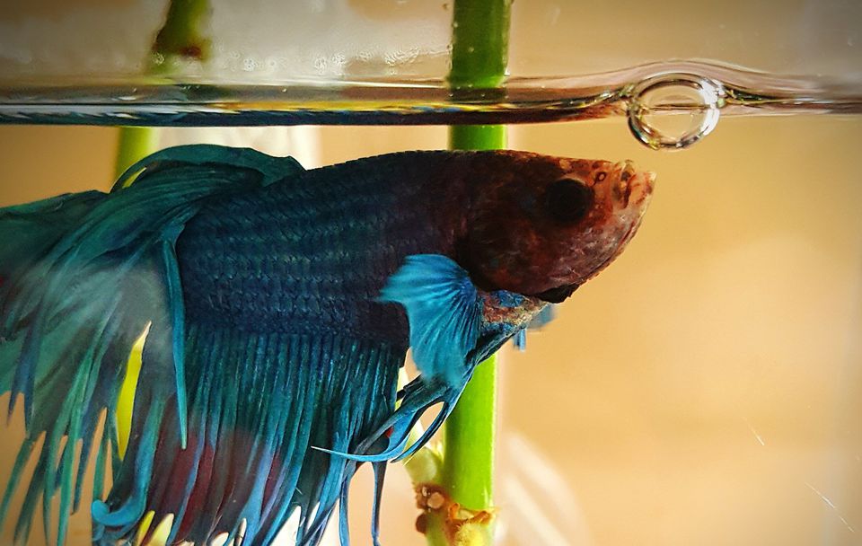Close-Up Of Siamese Fighting Fish In Tank