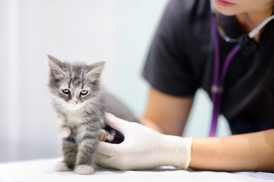 Young female veterinary doctor looking on cute kitten