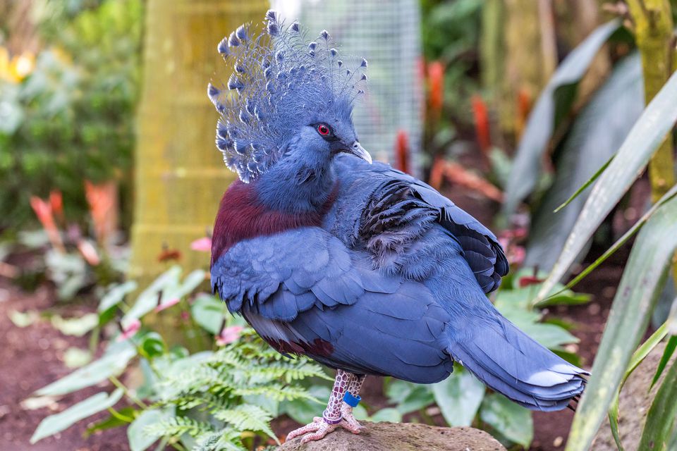 Close up of a beautiful Victoria crowned pigeon (Goura cristata)