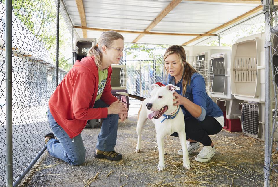 volunteering and other ways to help animals in need