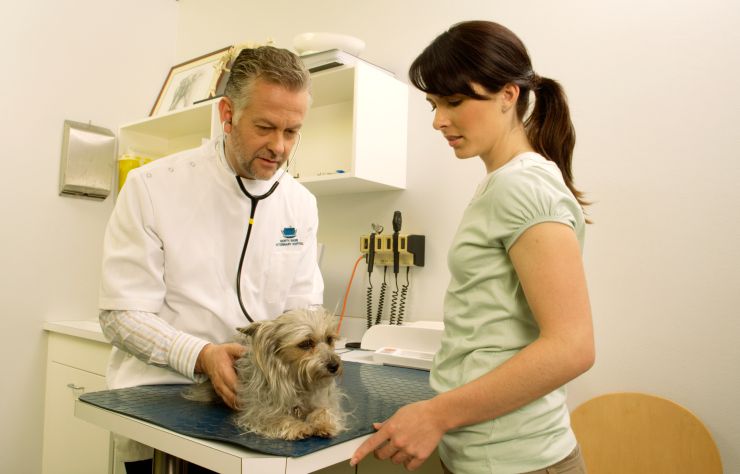 Vet examining dog at the vet's office