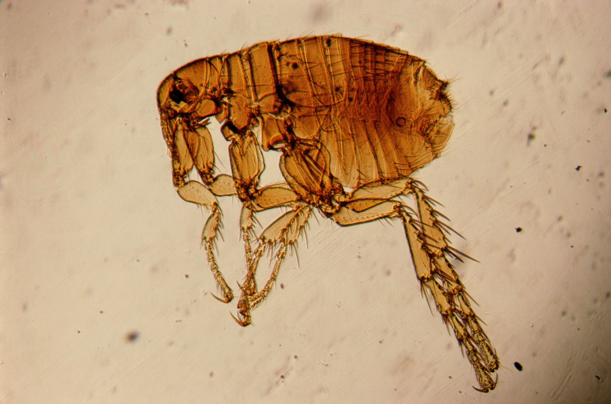 Flea under a microscope