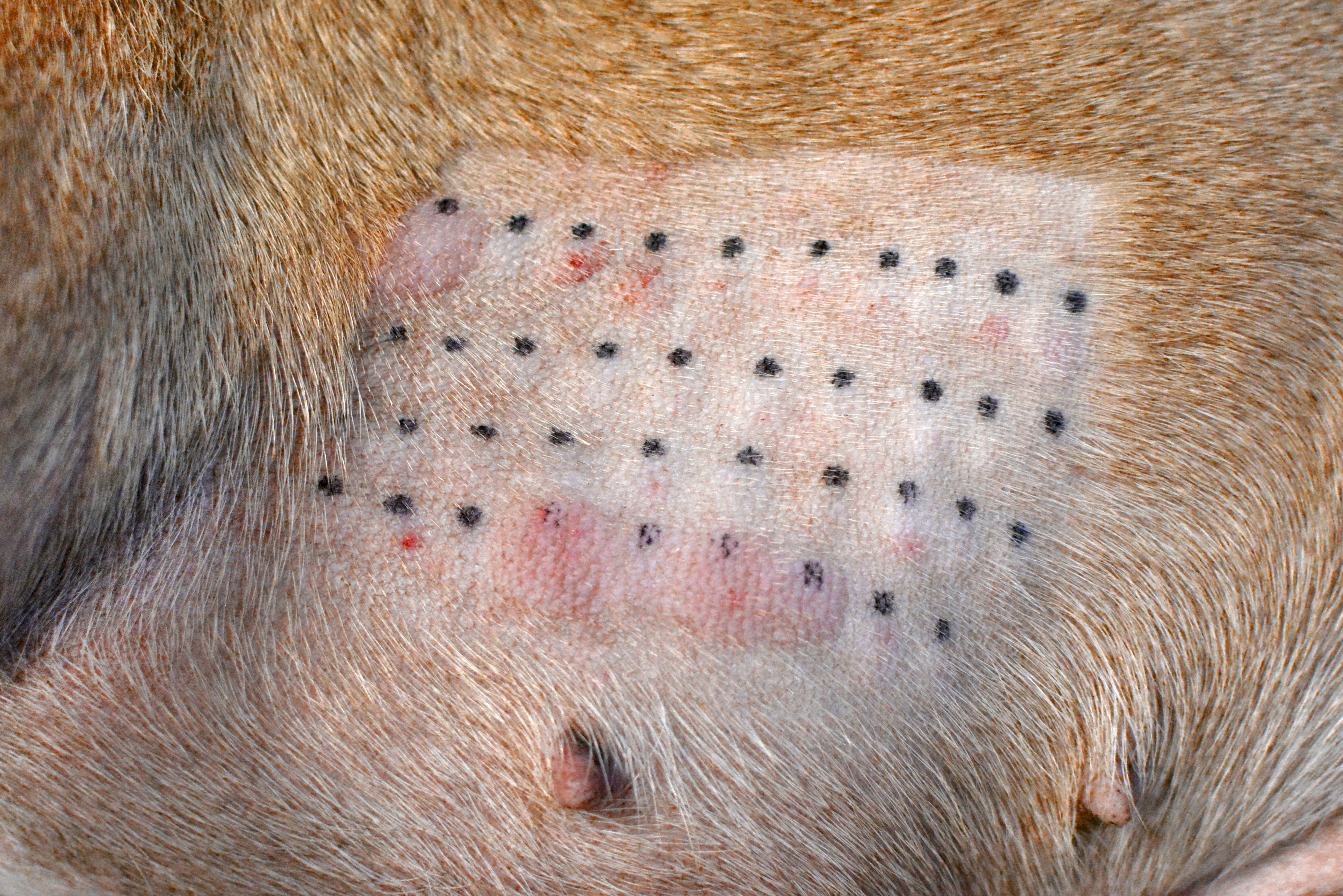 Immune response result of an animal intradermic skin allergy test performed for medical diagnosis of allergies on a dog