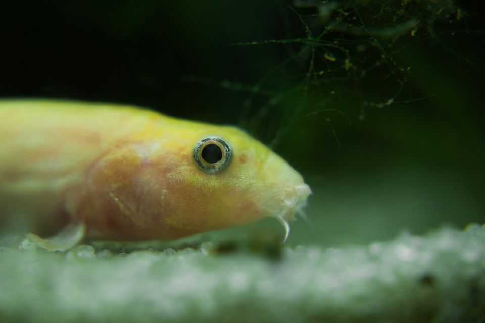 Weather loach