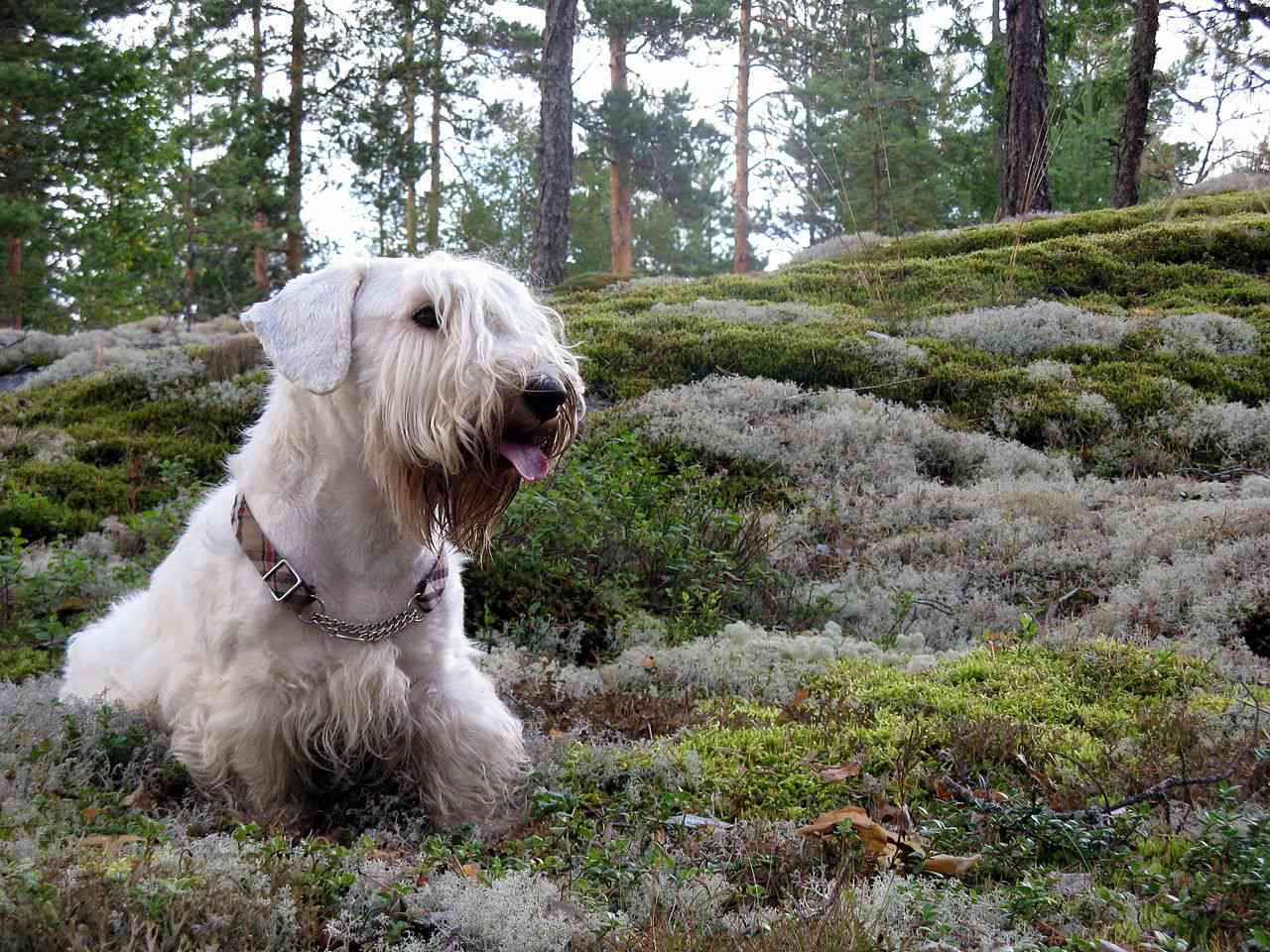 Sealyham Terrier in forest shrubs