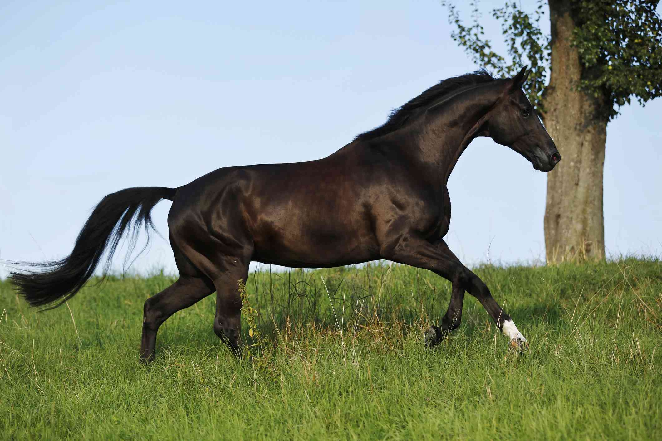 Bay Westphalian cantering in a pasture.