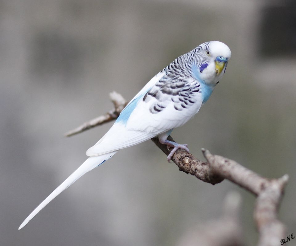 White and blue parakeet perched on a branch