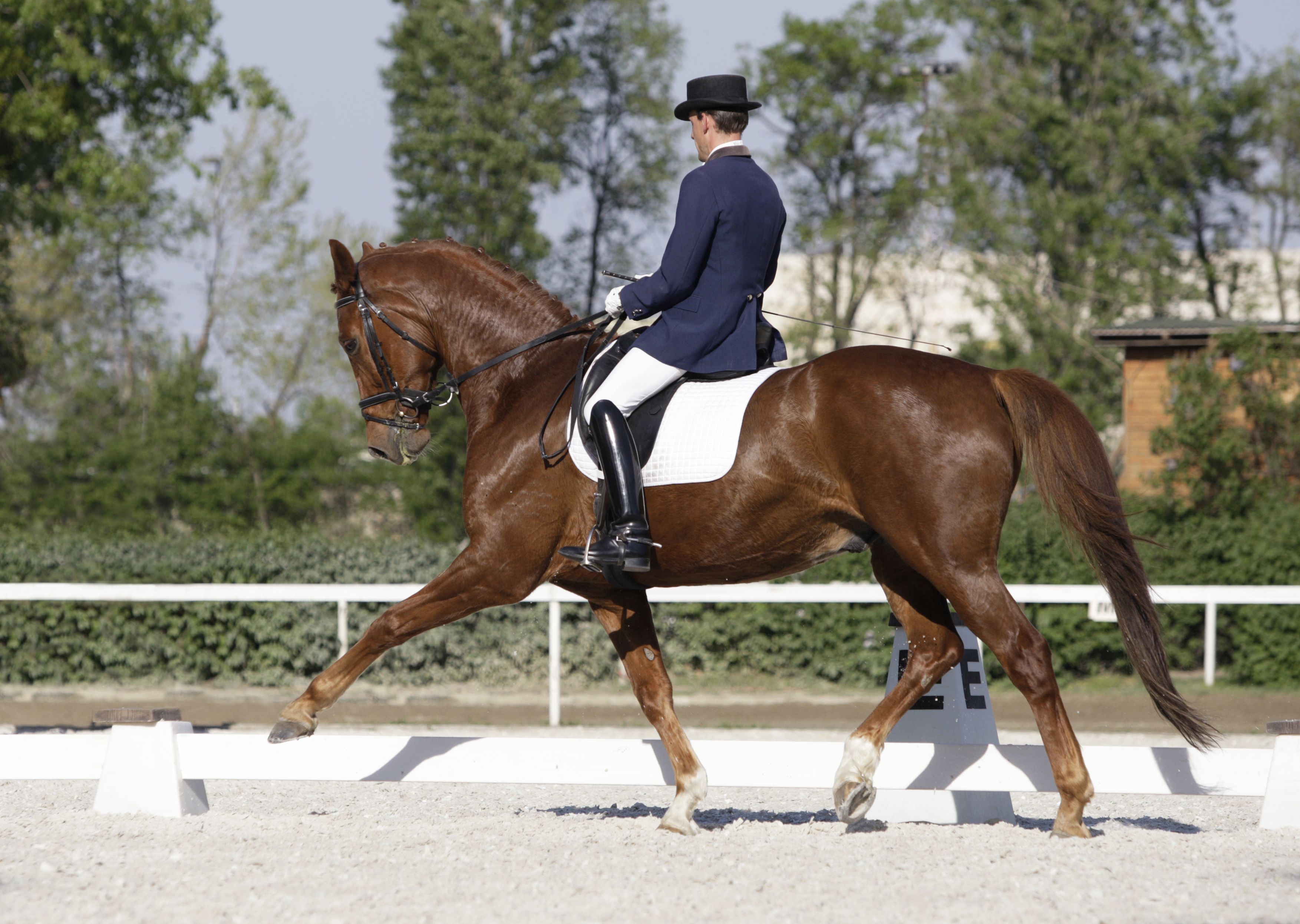 Extended trot during dressage test