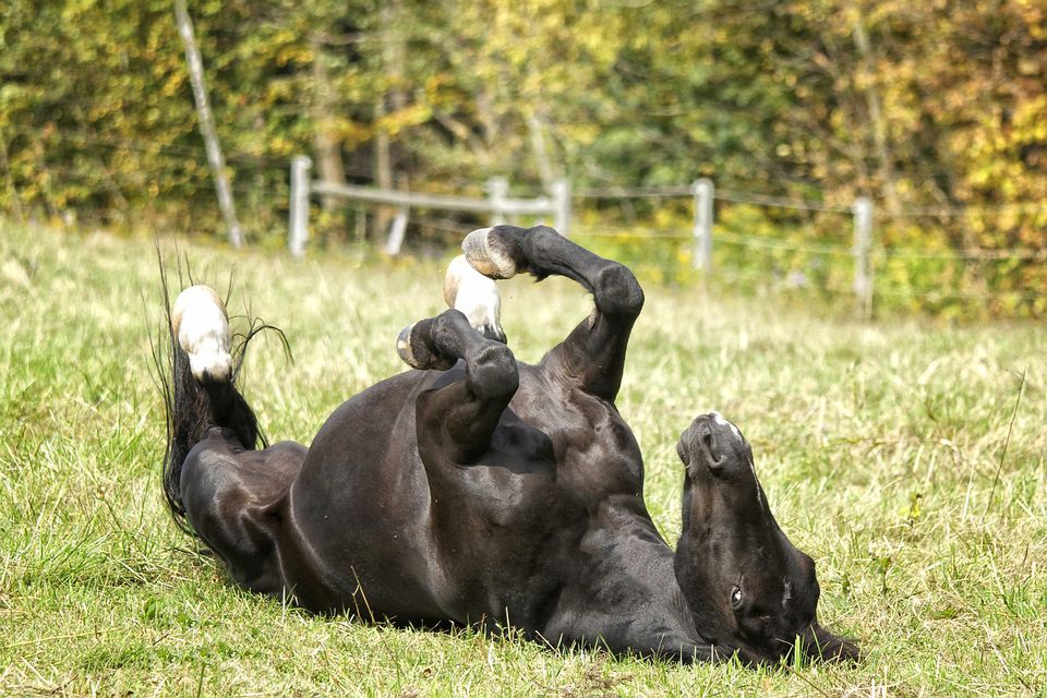 Black horse with glistening coat, rolling in the grass.