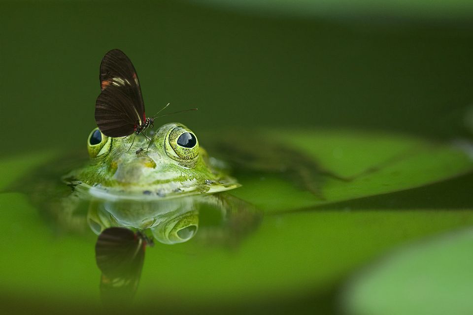 frog with butterfly on its nose