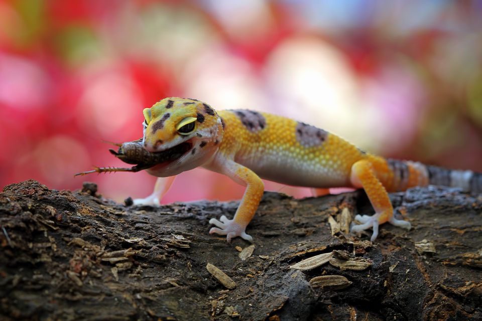 leopard gecko eating insect