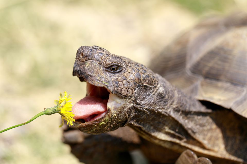 Pet turtle eating