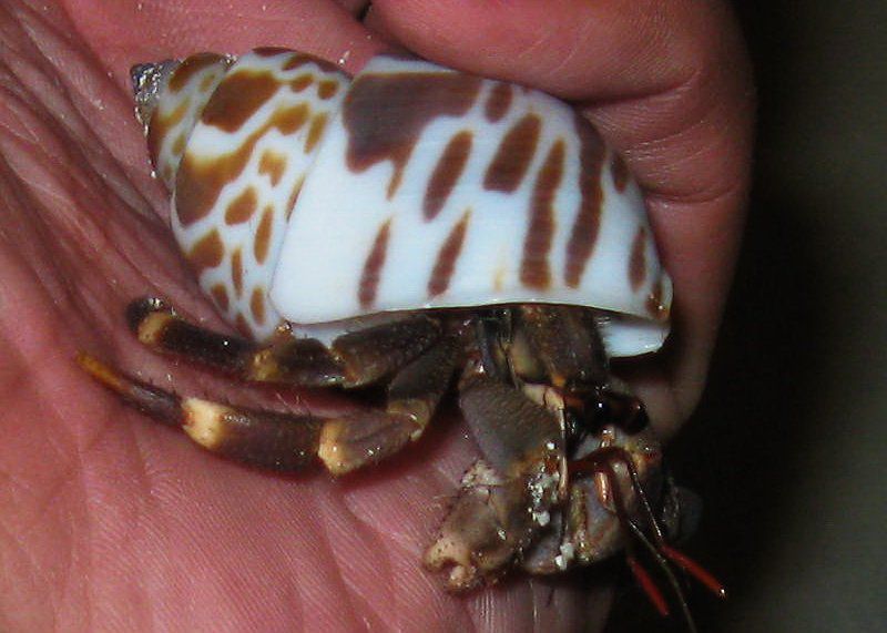 hermit crab in a hand