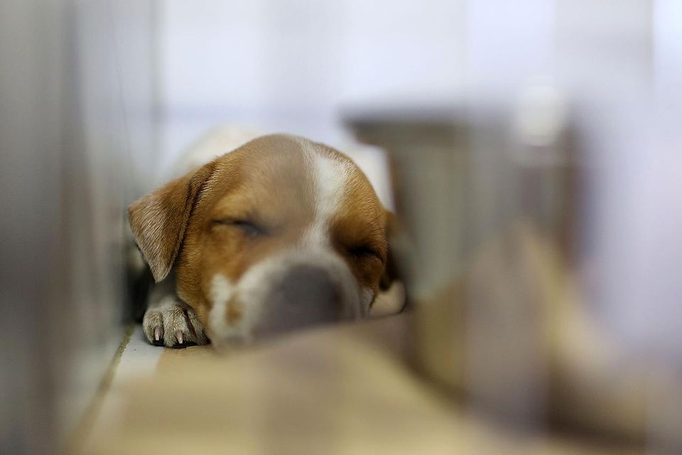 A young puppy up for adoption sleeps in his cage