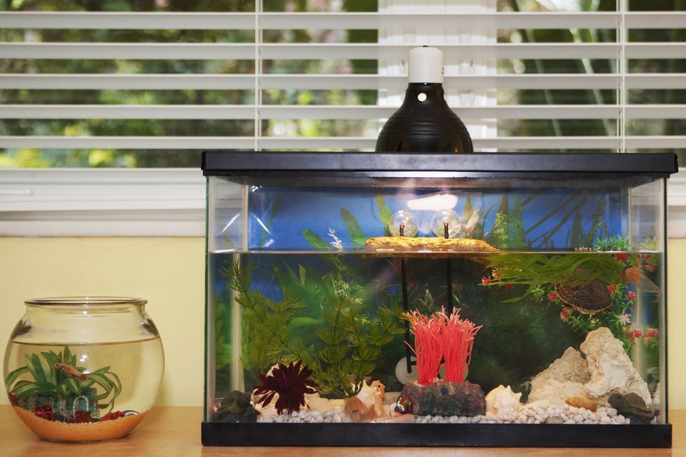 Fishbowl and an aquarium on a sideboard