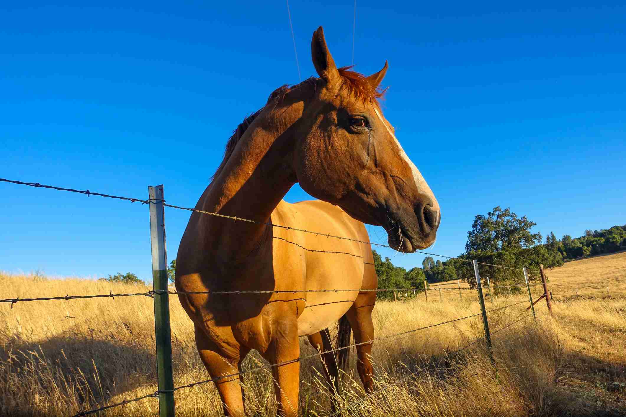 Wire fencing for a horse
